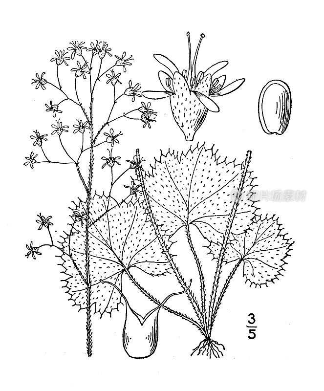 古植物学植物插图:ruuchera Rugelii, Rugel's Heuchera